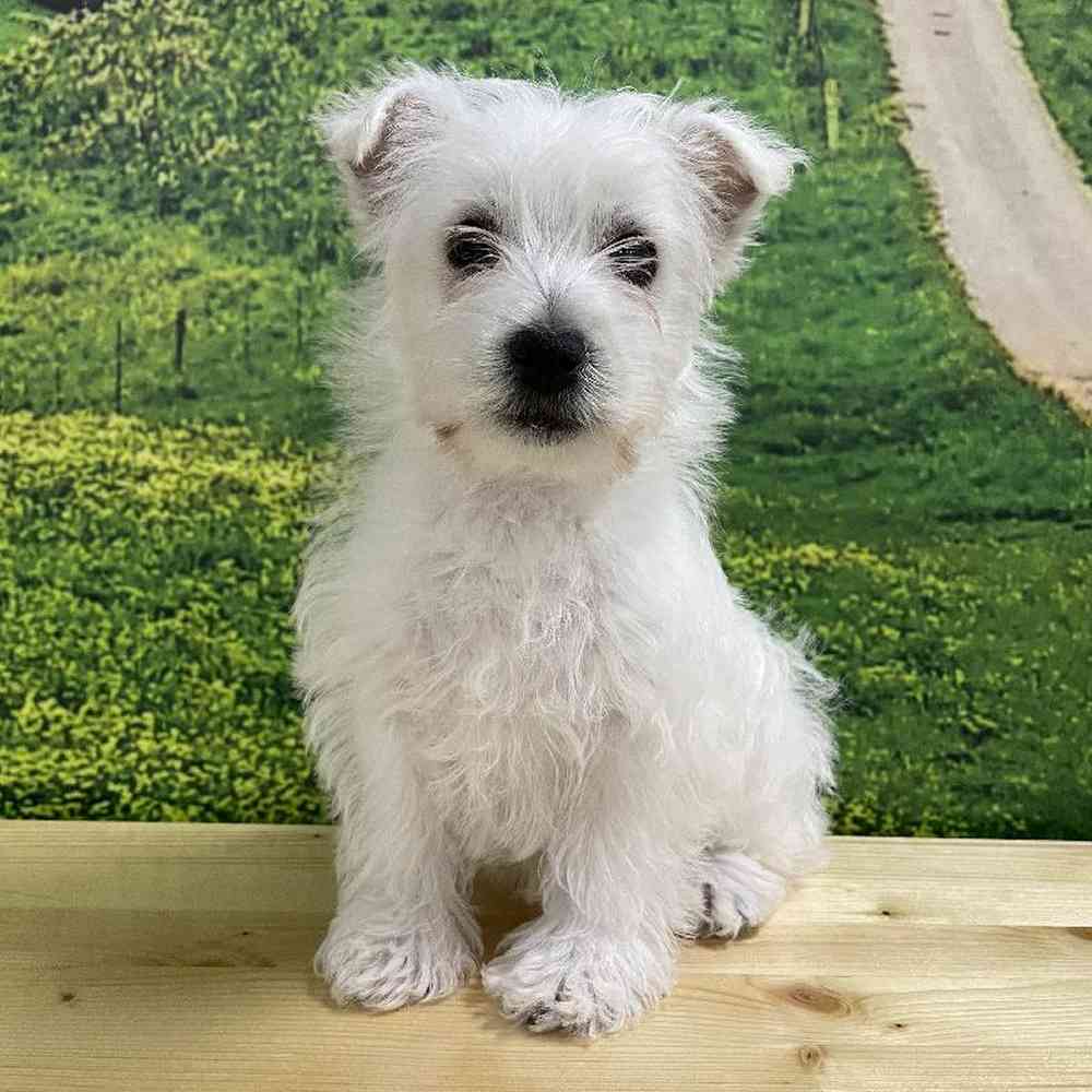 Female West Highland White Terrier puppy named Daisy for sale at Summit Zoo.