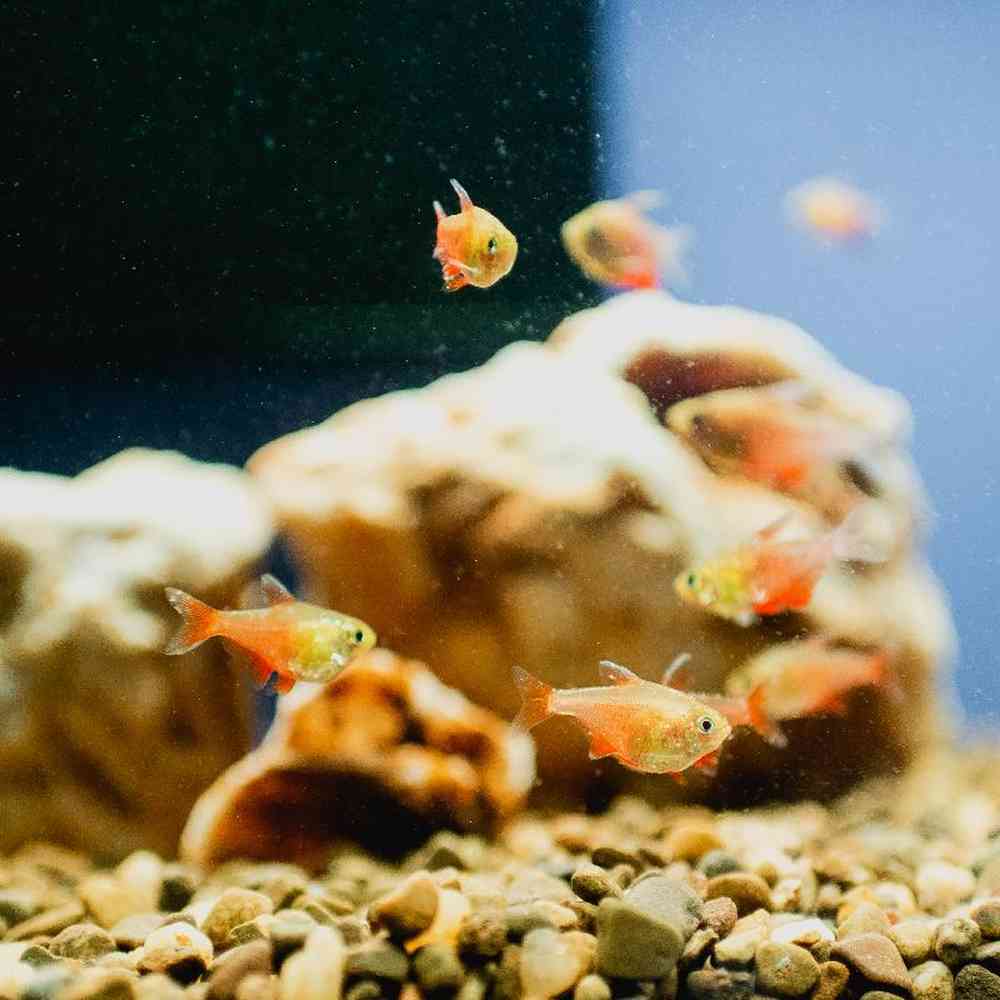 Unknown Tetras freshwater fish for sale at Summit Zoo.