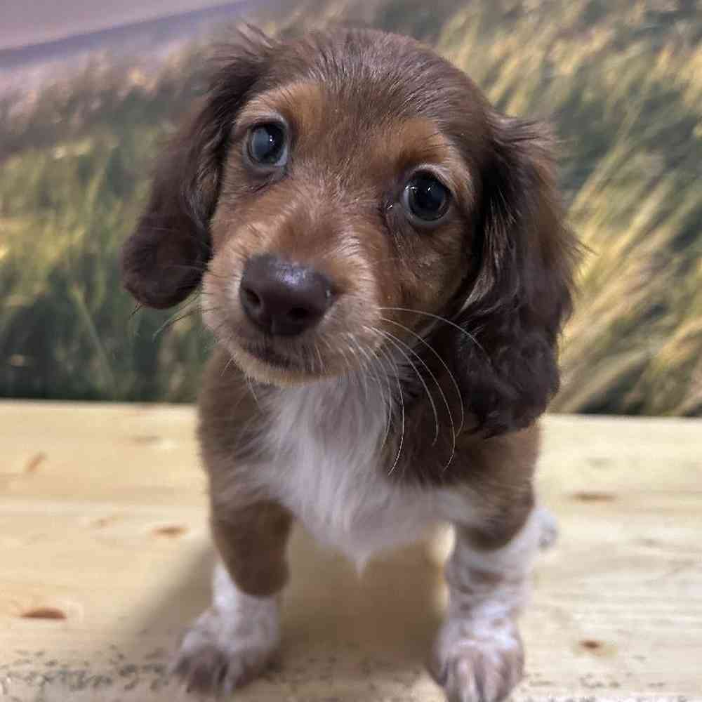 Female Dachshund puppy named Diva for sale at Summit Zoo.
