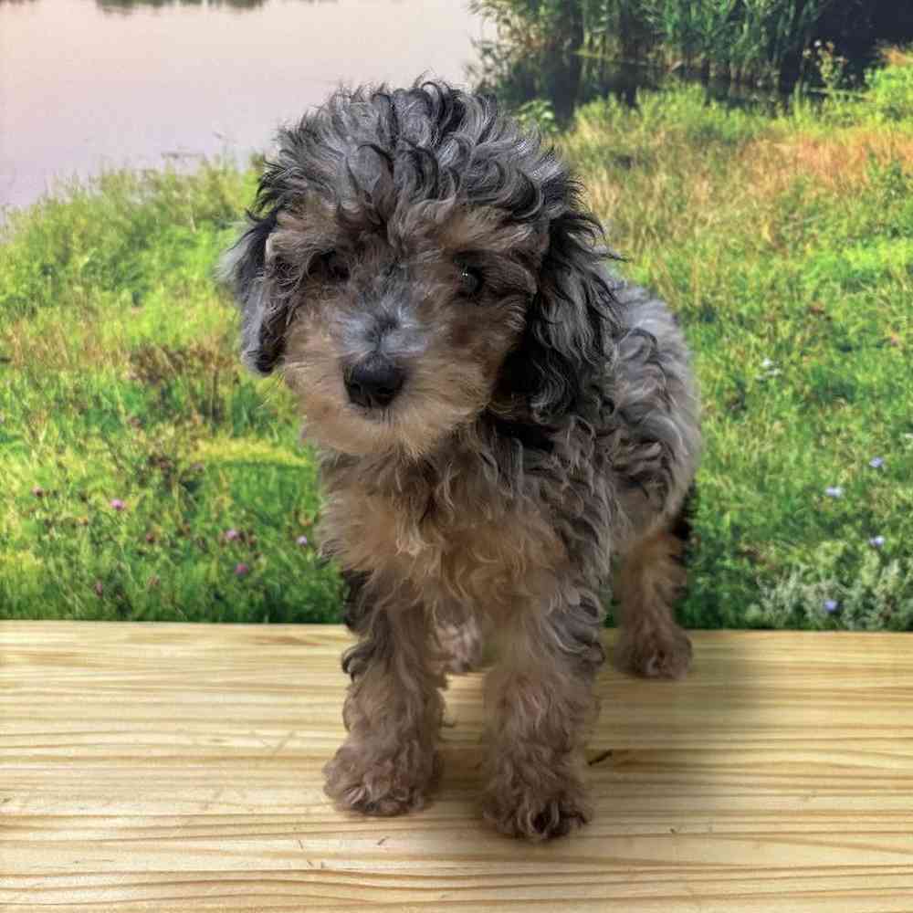 Female Poodle puppy named Holly for sale at Summit Zoo.