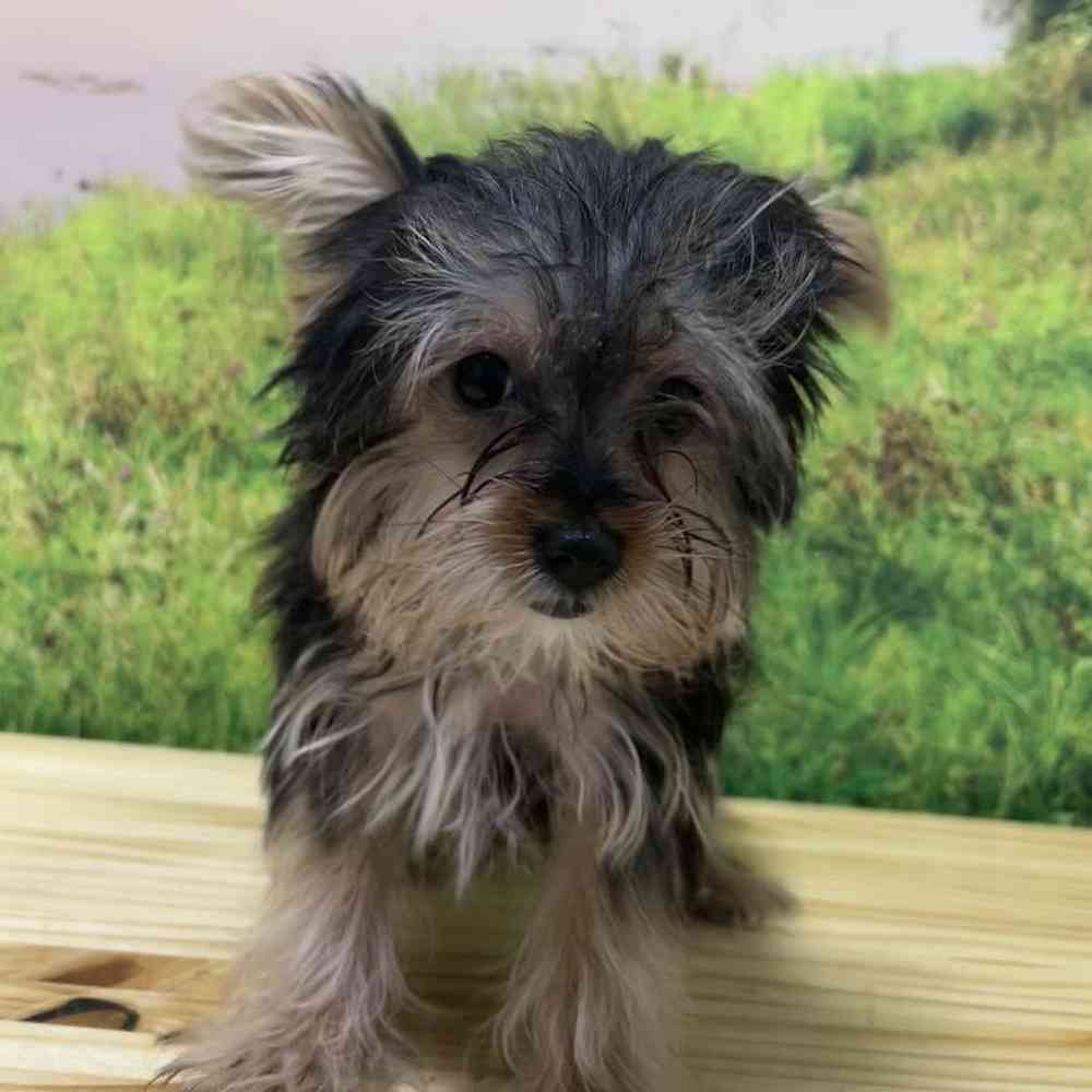 Female Yorkie puppy named Scarlet for sale at Summit Zoo.