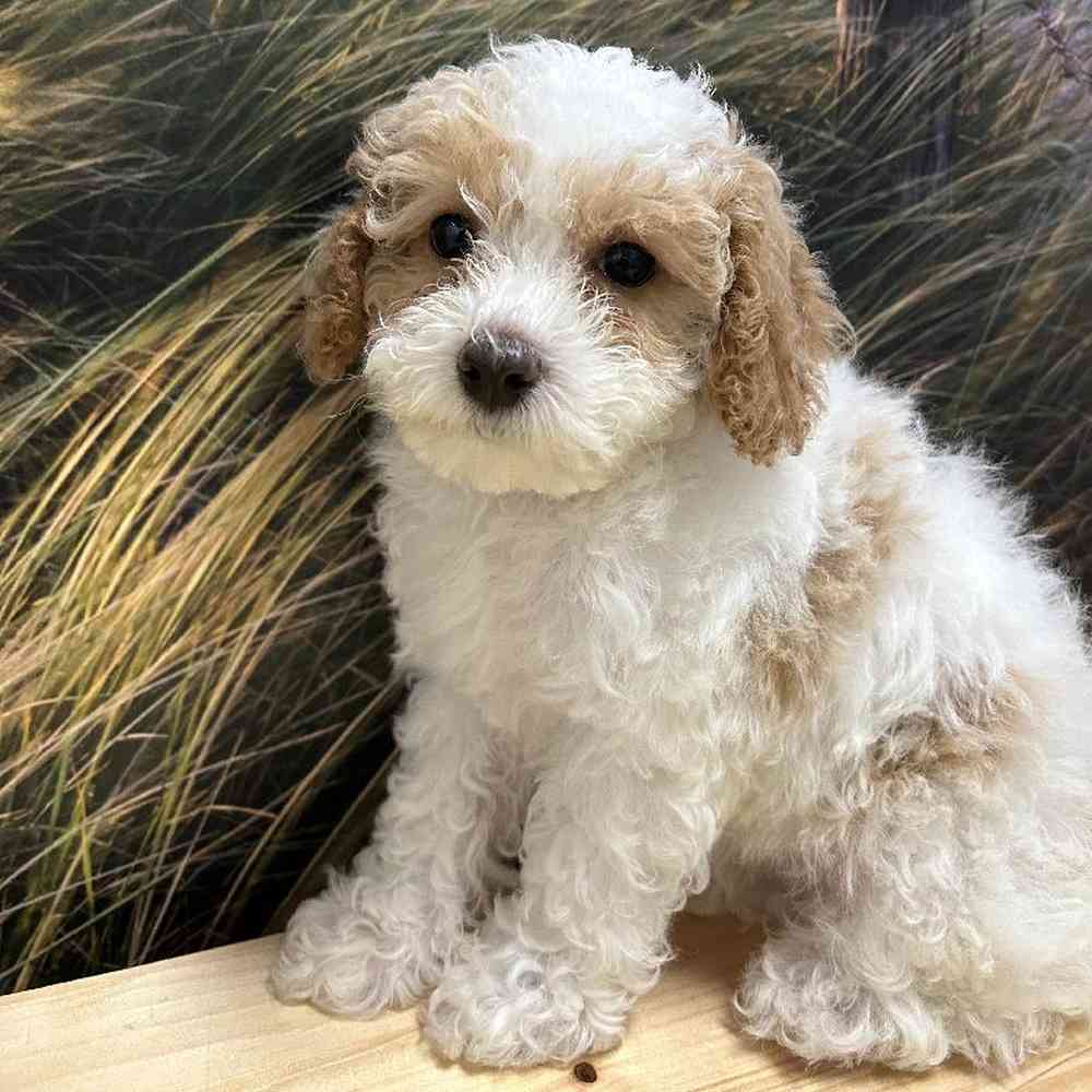 Female Poodle puppy named Cookie for sale at Summit Zoo.