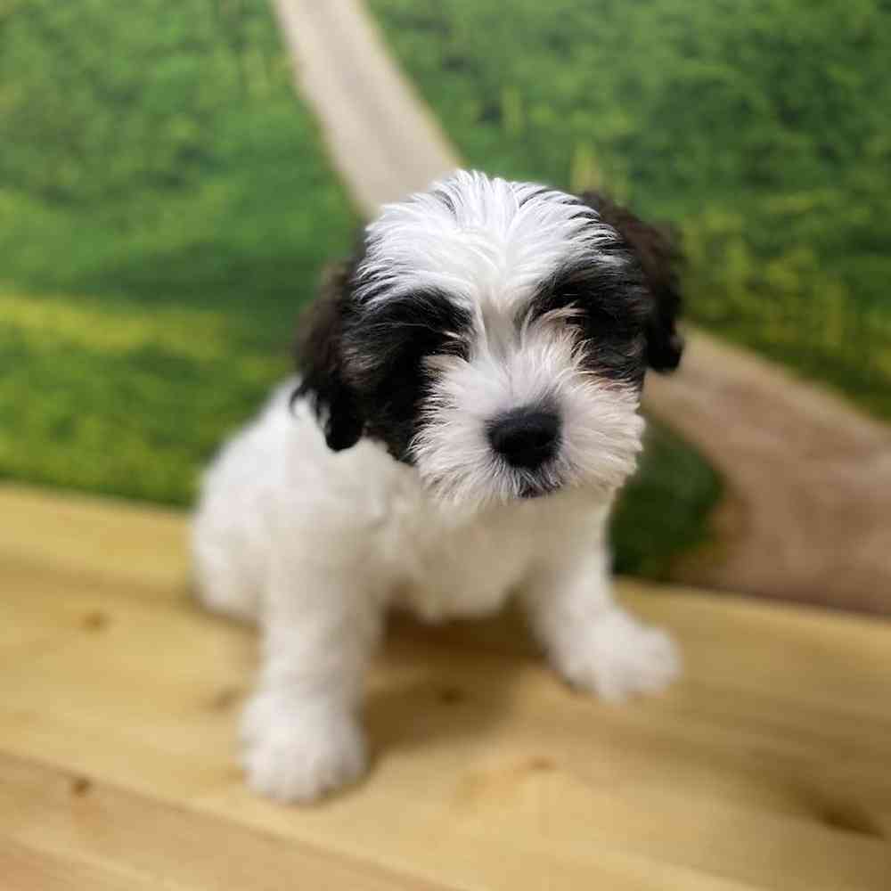 Male Teddy Bear puppy named Stetson for sale at Summit Zoo.