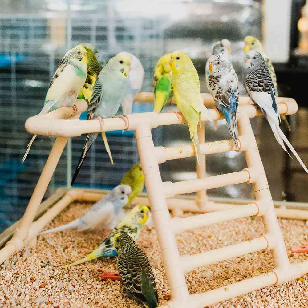 Unknown Parakeet bird for sale at Summit Zoo.
