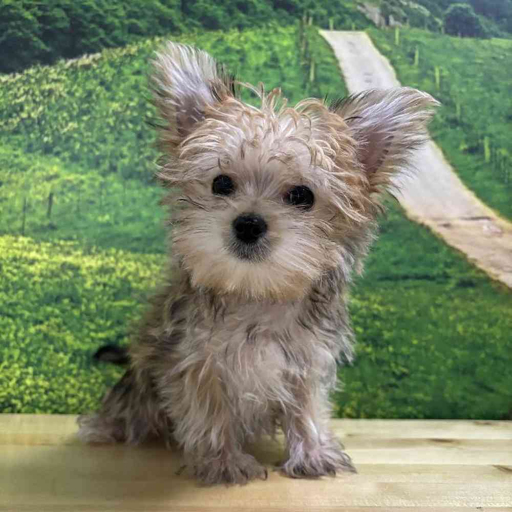 Male Morkie puppy named Dallas for sale at Summit Zoo.