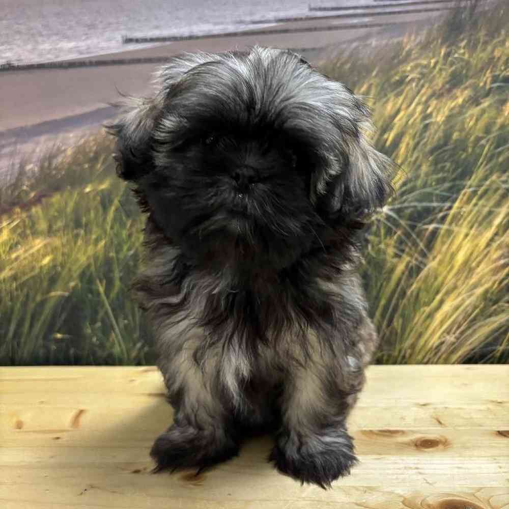 Female Shih Tzu puppy named Carol for sale at Summit Zoo.