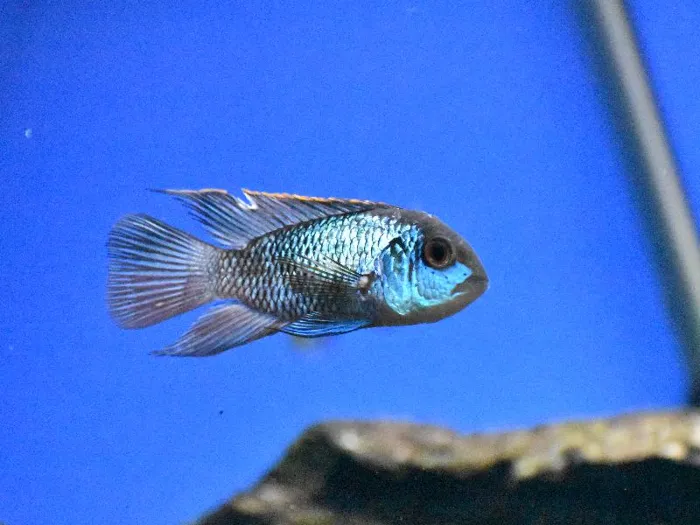 Unknown South American Cichlid Freshwater Fish for Sale in Lee's Summit, MO image