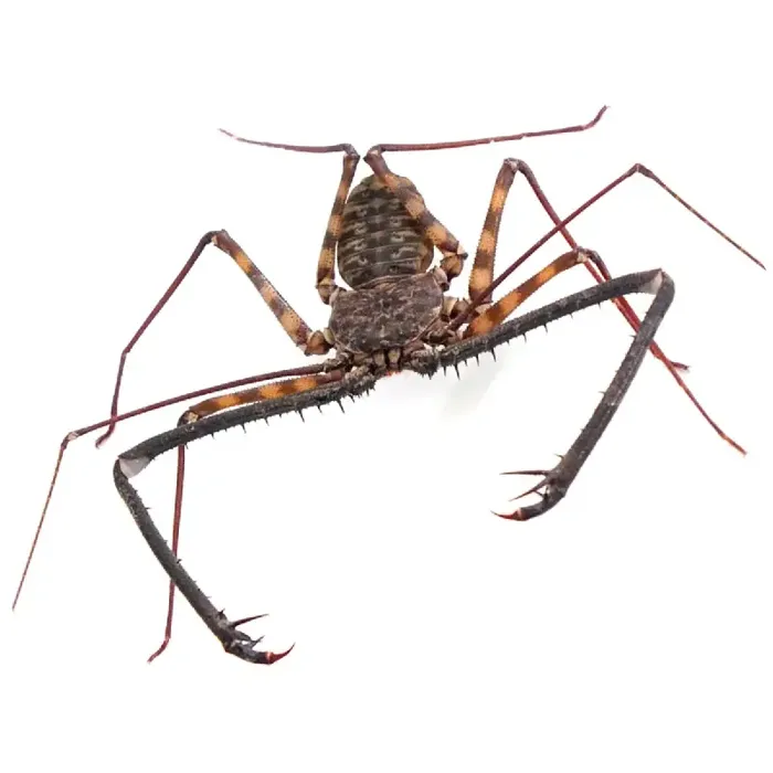 Unknown Central American Tailess Whip Scorpion Reptile for Sale in Lee's Summit, MO image