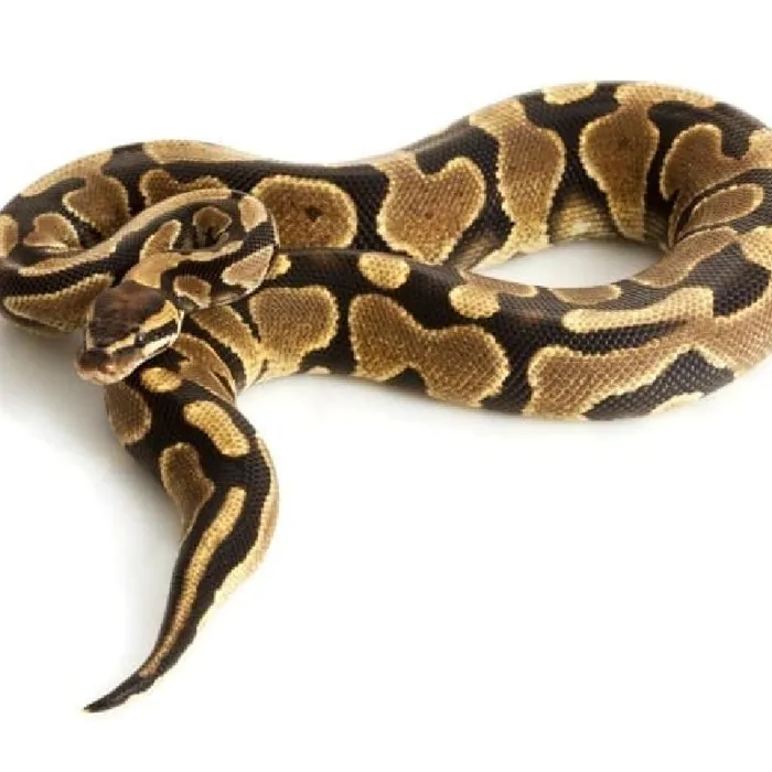 Unknown CBB Ball Python Reptile for Sale in Lee's Summit, MO image