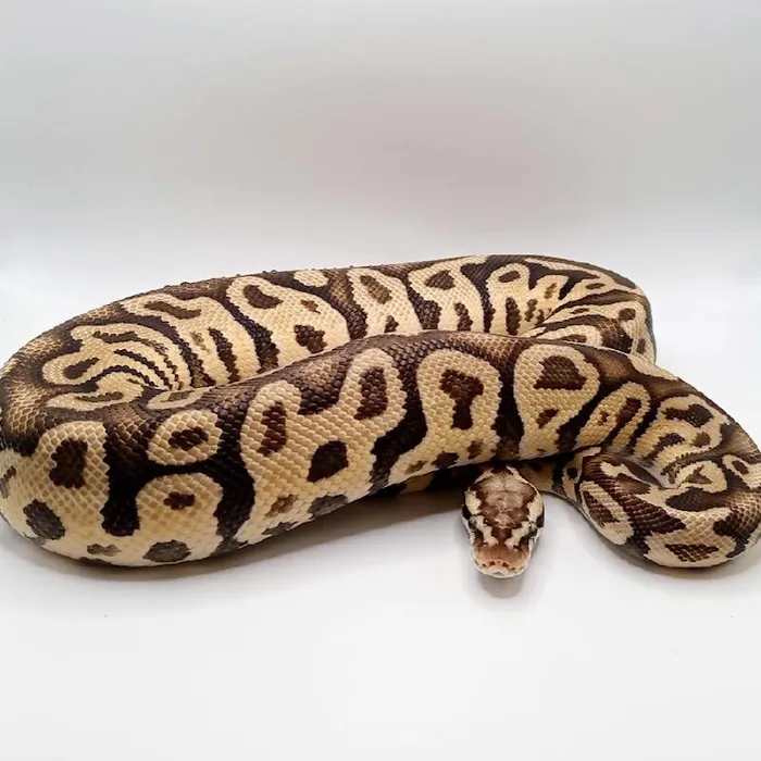 Unknown Axanthic Pastel Ball Python Reptile for Sale in Lee's Summit, MO image