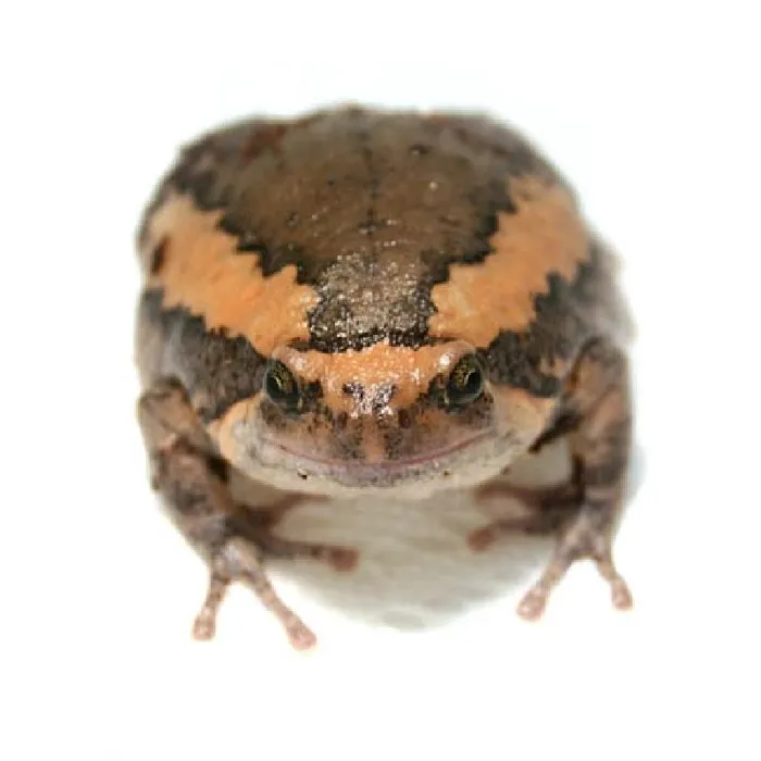 Unknown Chubby Frog Reptile for Sale in Lee's Summit, MO