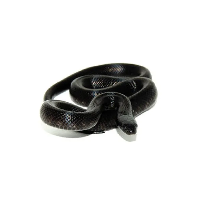Unknown Mexican Black Kingsnake Reptile for Sale in Lee's Summit, MO