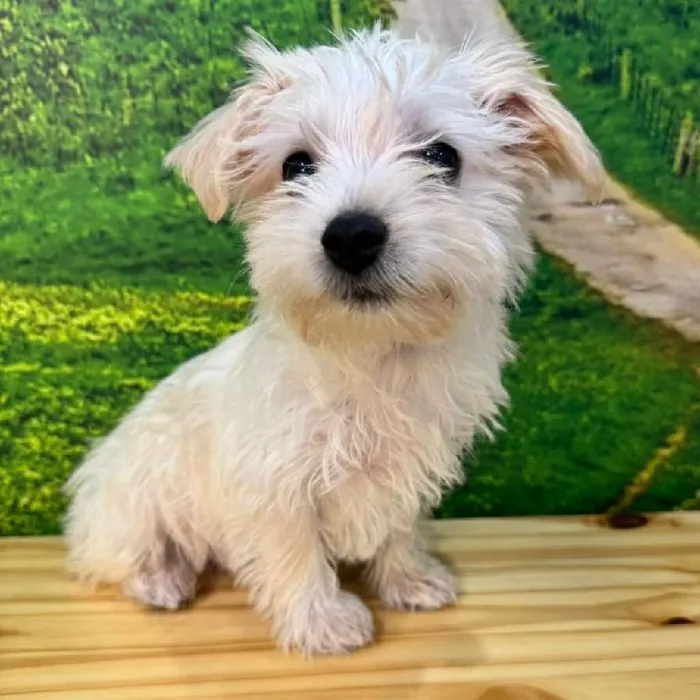 Male Silktese Puppy for Sale in Lee's Summit, MO image