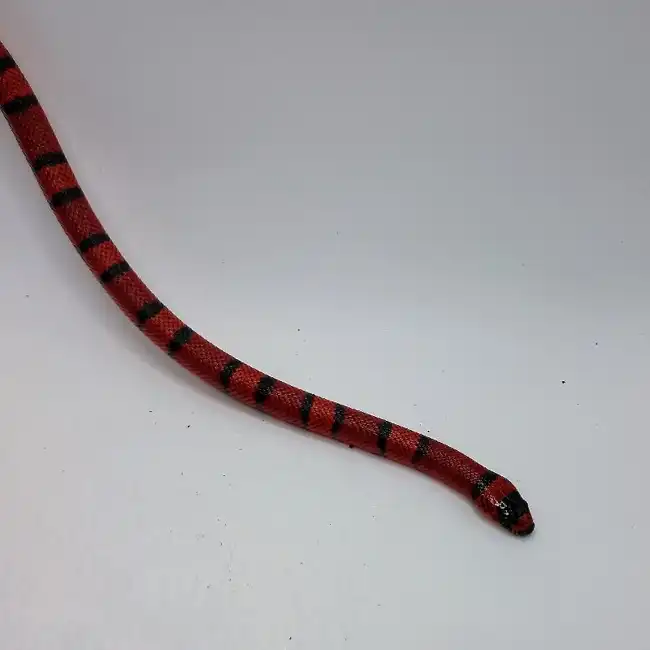Unknown Tangerine Honduran Reptile for Sale in Lee's Summit, MO image