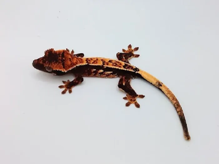 Unknown Crested Gecko Reptile for Sale in Lee's Summit, MO image