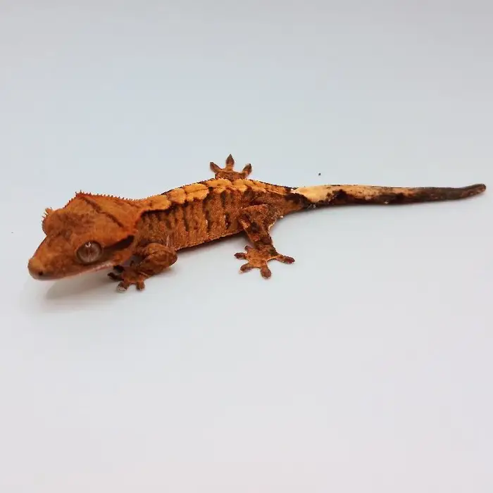 Unknown Flame Crested Gecko Reptile for Sale in Lee's Summit, MO