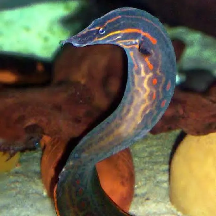Unknown Eel Freshwater Fish for Sale in Lee's Summit, MO image