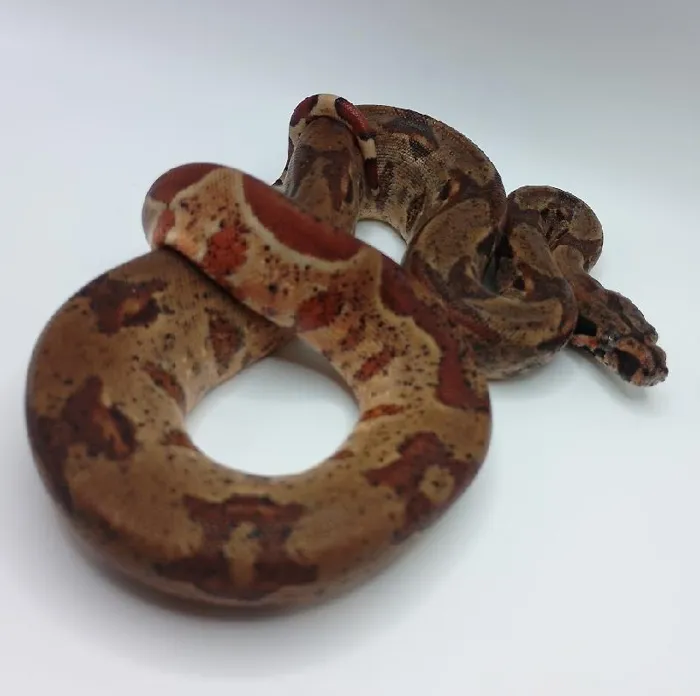 Unknown Hypo Colombian Boa Reptile for Sale in Lee's Summit, MO image