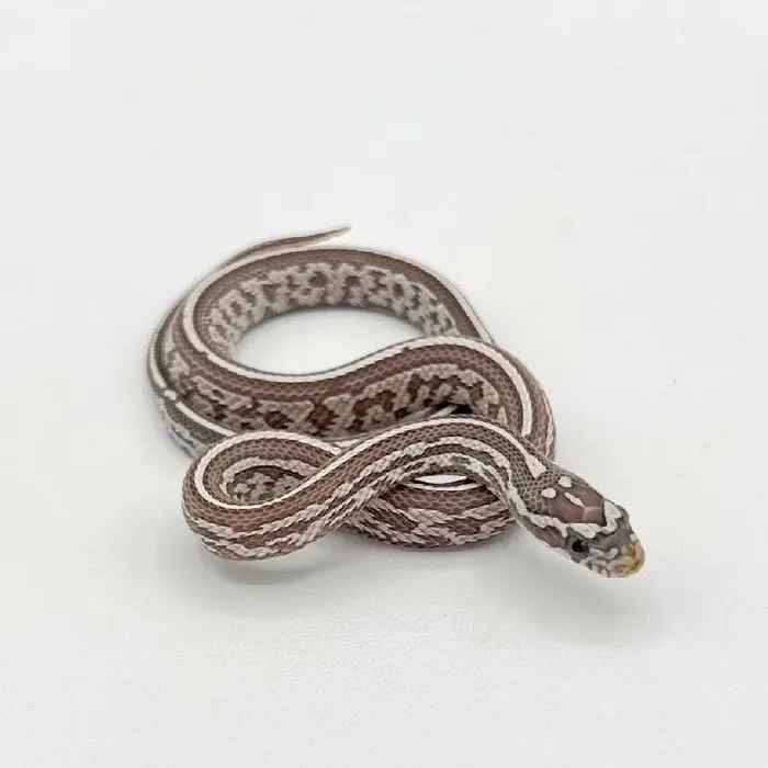 Unknown Ghost Tessera Cornsnake Reptile for Sale in Lee's Summit, MO