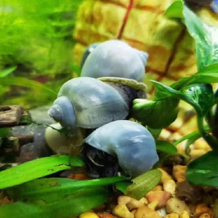 Unknown Snails Freshwater Fish for Sale in Lee's Summit, MO image