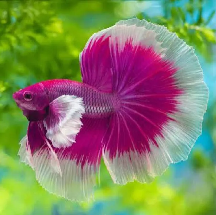 Unknown Betta Freshwater Fish for Sale in Lee's Summit, MO image