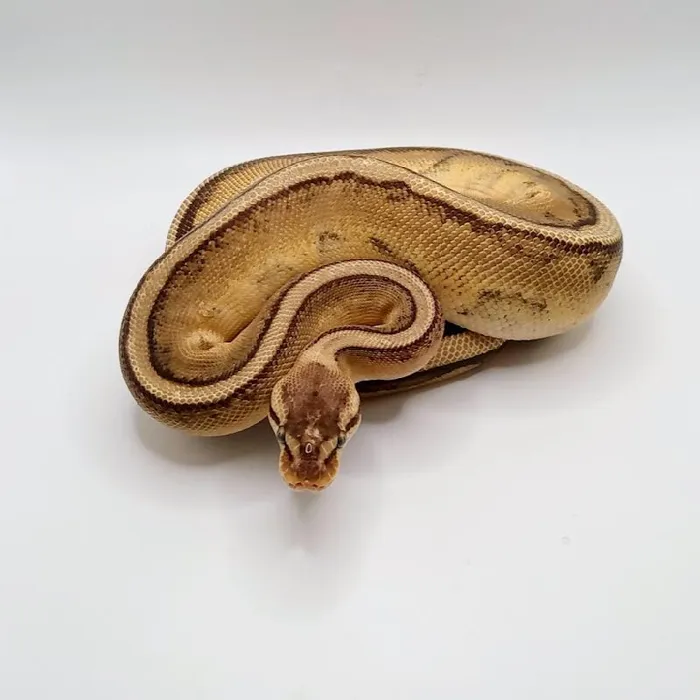 Male Pastel Super Stripe Ball Python Reptile for Sale in Lee's Summit, MO image