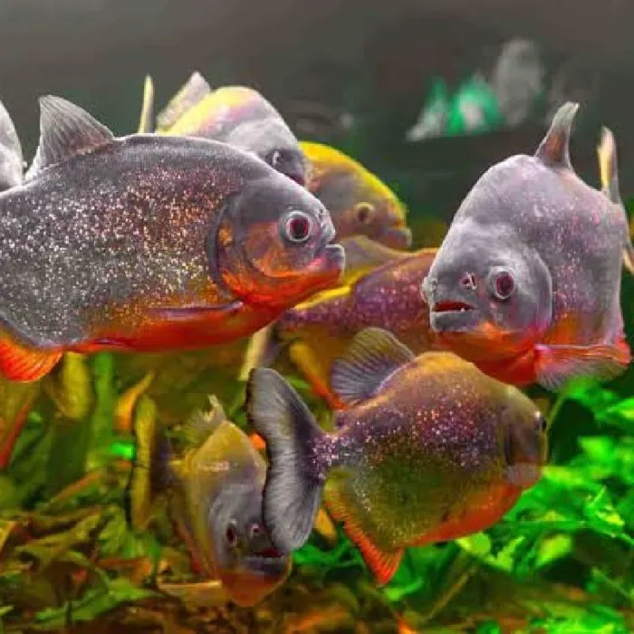 Unknown Piranha Freshwater Fish for Sale in Lee's Summit, MO image