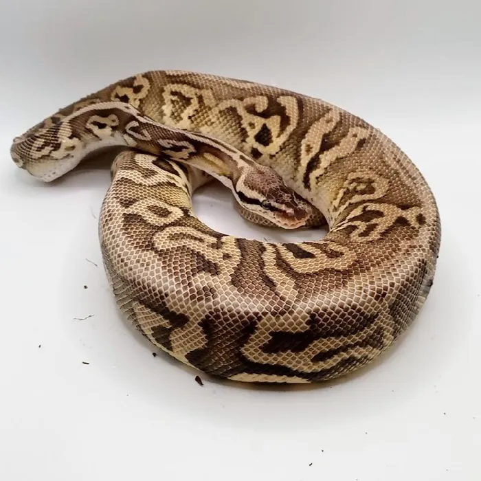Unknown Clown Pastel Ball Python Reptile for Sale in Lee's Summit, MO image