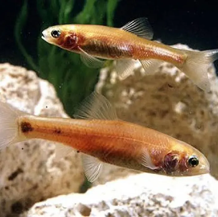 Unknown Feeder Fish Freshwater Fish for Sale in Lee's Summit, MO image