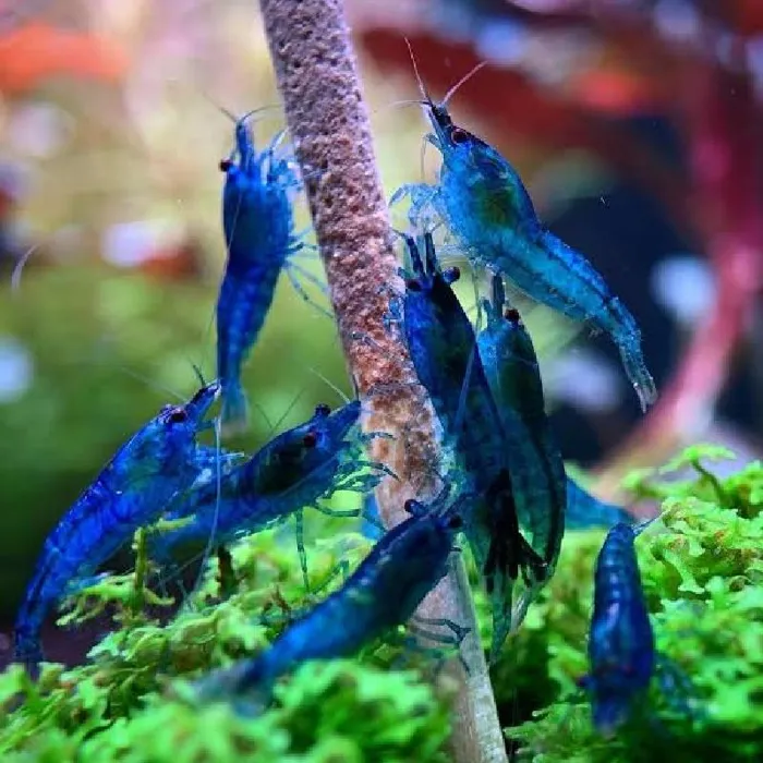 Unknown Shrimp Freshwater Fish for Sale in Lee's Summit, MO image