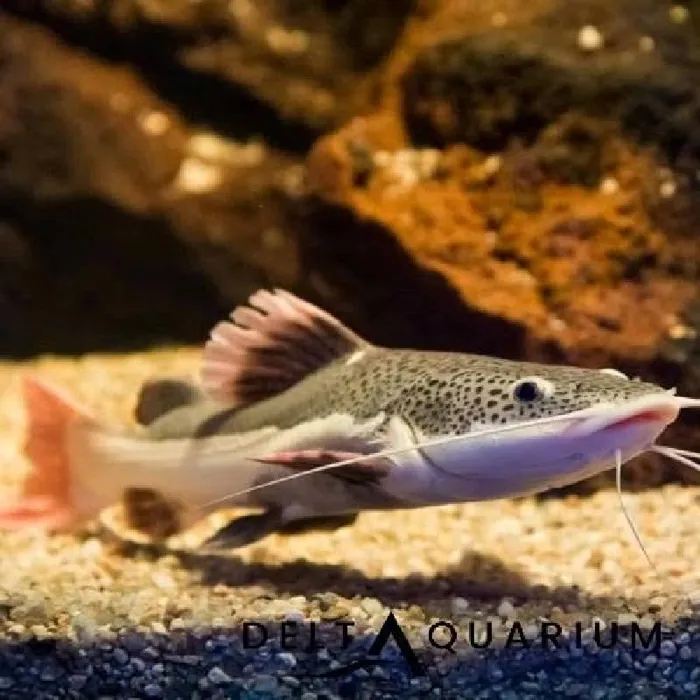 Unknown Catfish Freshwater Fish for Sale in Lee's Summit, MO image