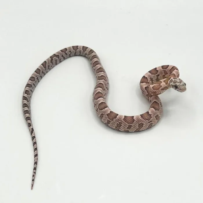 Unknown Sunkissed Ghost Cornsnake Reptile for Sale in Lee's Summit, MO image