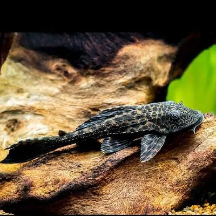 Unknown Pleco Freshwater Fish for Sale in Lee's Summit, MO image