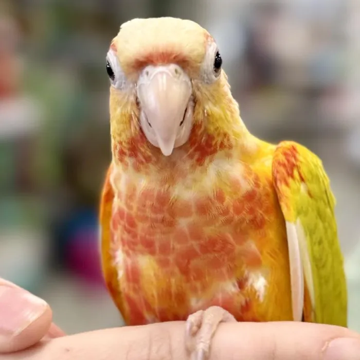 Female Suncheek Conure Bird for Sale in Lee's Summit, MO