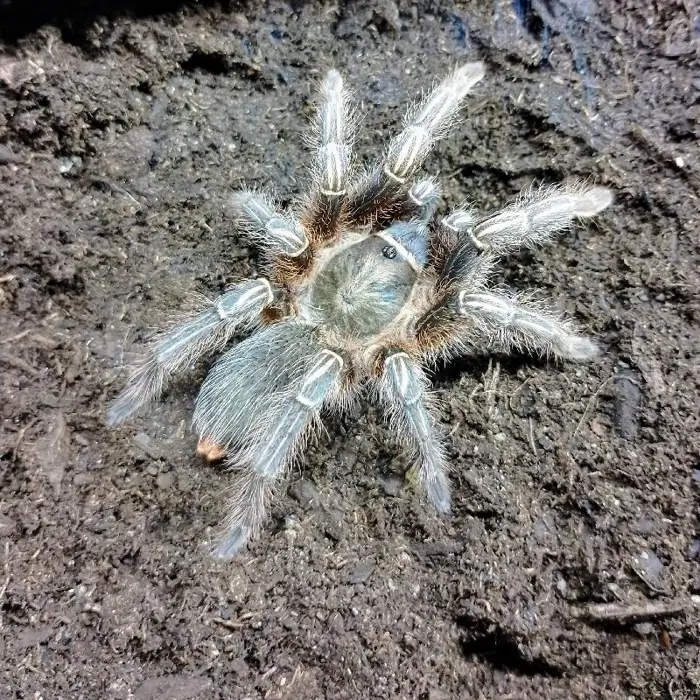 Unknown Striped Knee Tarantula Reptile for Sale in Lee's Summit, MO image