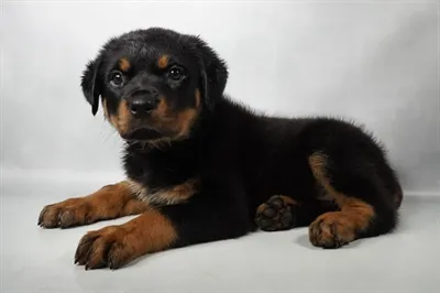 Female Rottweiler puppy named Hennessey for sale at Summit Zoo.