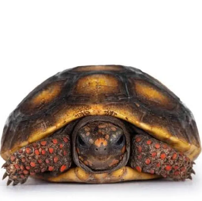 Unknown Red Foot Tortoise reptile for sale at Summit Zoo.