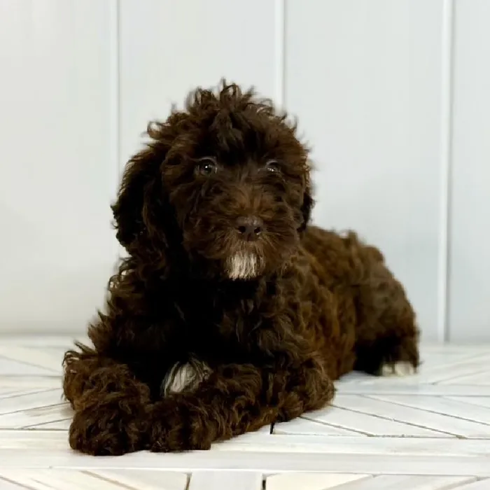 Female Mini Whoodle puppy named Ruby for sale at Summit Zoo.