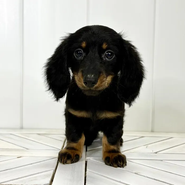 Female Dachshund puppy named Dachsie for sale at Summit Zoo.