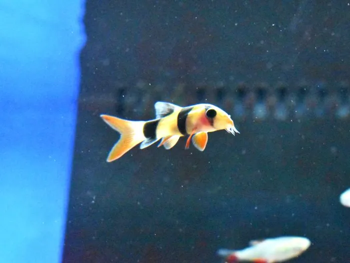 Unknown Loaches freshwater fish for sale at Summit Zoo.