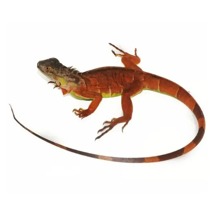Unknown Red Iguana reptile for sale at Summit Zoo.