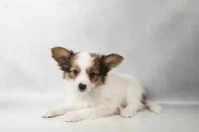 Male Papillon puppy for sale at Summit Zoo.