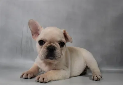 Female French Bulldog puppy named Chai for sale at Summit Zoo.