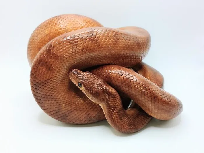 Male Adult Colombian Rainbow reptile for sale at Summit Zoo.