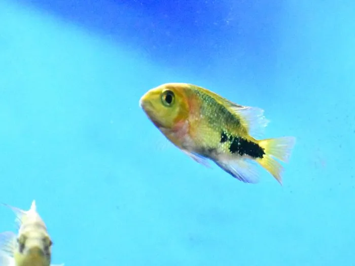 Unknown South American Cichlid freshwater fish for sale at Summit Zoo.