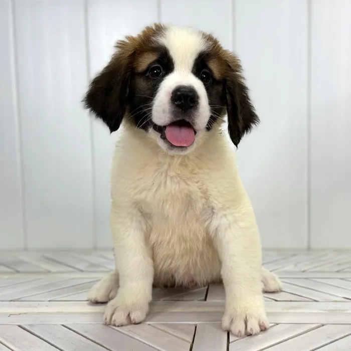 Female Saint Bernard puppy named Genevieve for sale at Summit Zoo.