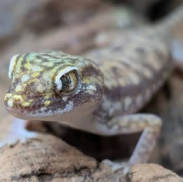 Unknown Egyptian Dune Gecko reptile for sale at Summit Zoo.