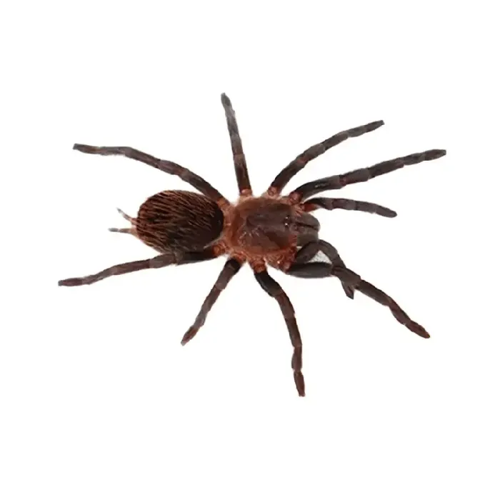 Unknown Red Rump Tarantula reptile for sale at Summit Zoo.