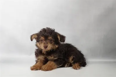 Male Yorkie-Poo puppy named Chester for sale at Summit Zoo.