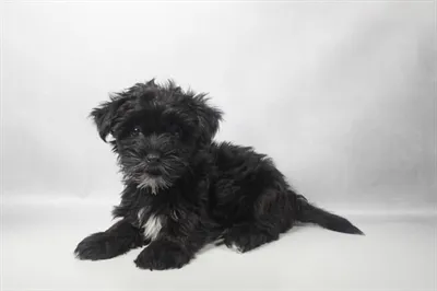 Female Morkie puppy named Daisy for sale at Summit Zoo.